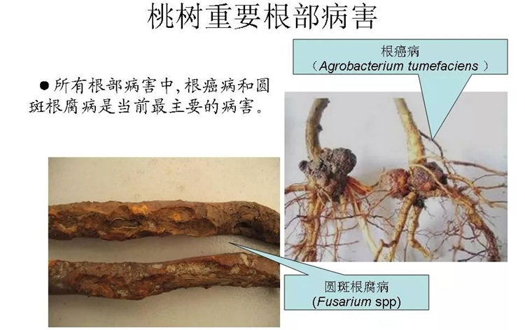 果樹病害防治技術(shù)
