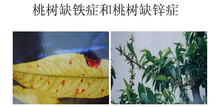 果樹病害防治技術(shù)
