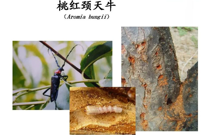果樹病害防治技術(shù)