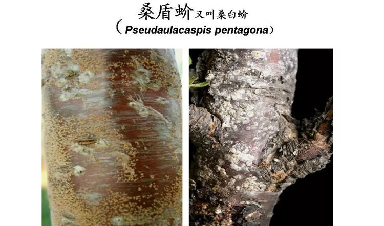 果樹病害防治技術(shù)
