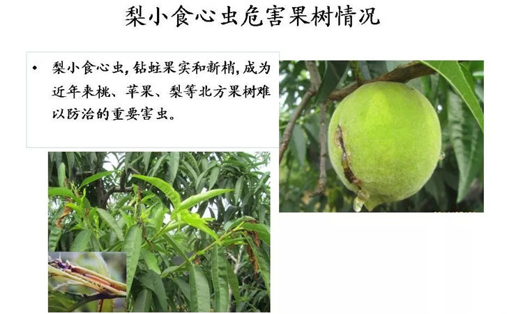 果樹病害防治技術(shù)