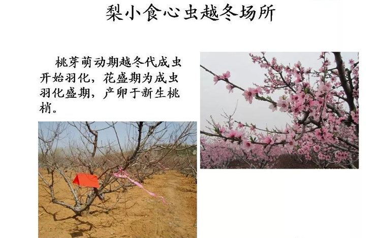 果樹病害防治技術(shù)