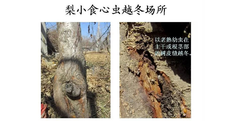 果樹病害防治技術(shù)