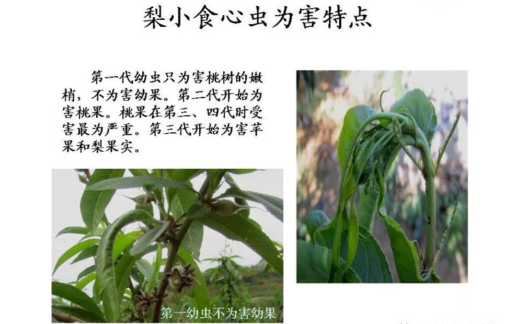 果樹病害防治技術(shù)