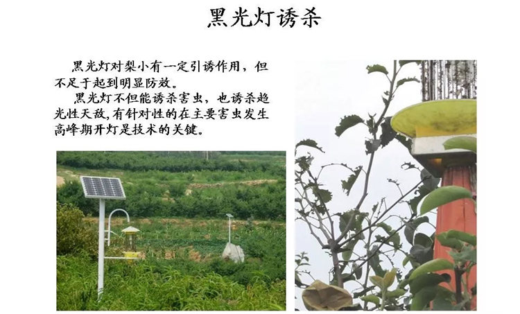 果樹病害防治技術(shù)