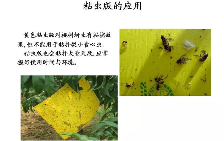 果樹病害防治技術(shù)