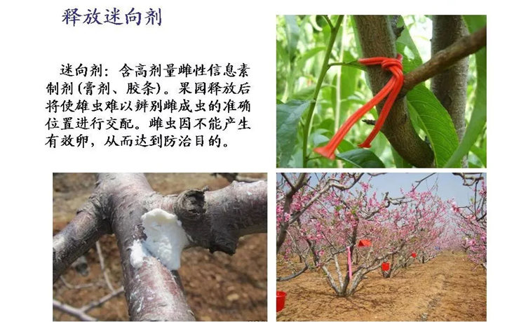 果樹病害防治技術(shù)