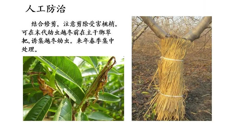 果樹病害防治技術(shù)