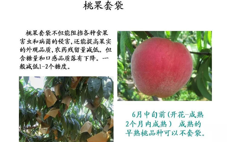 果樹病害防治技術(shù)