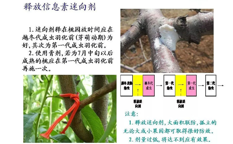 果樹病害防治技術(shù)