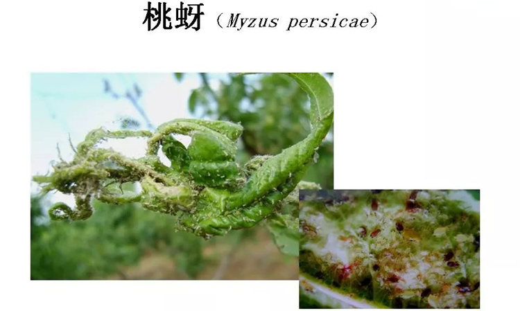 果樹病害防治技術(shù)