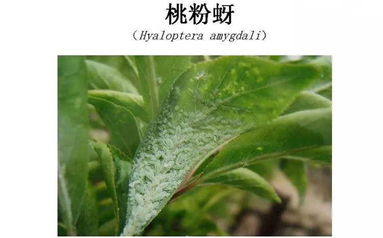 果樹病害防治技術(shù)