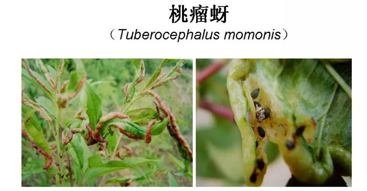 果樹病害防治技術(shù)