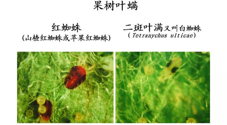 果樹病害防治技術(shù)