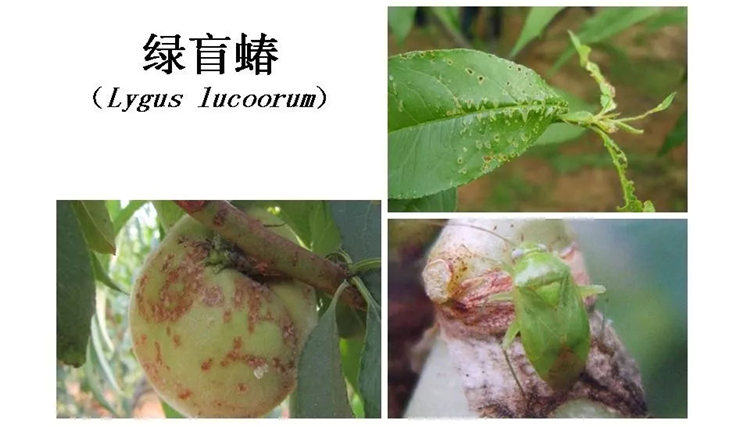 果樹病害防治技術(shù)