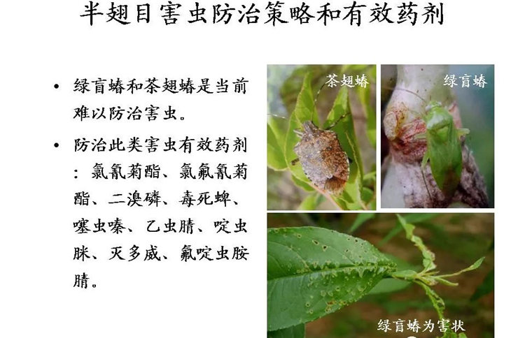 果樹病害防治技術(shù)