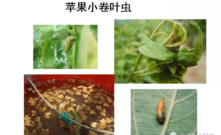 果樹病害防治技術(shù)
