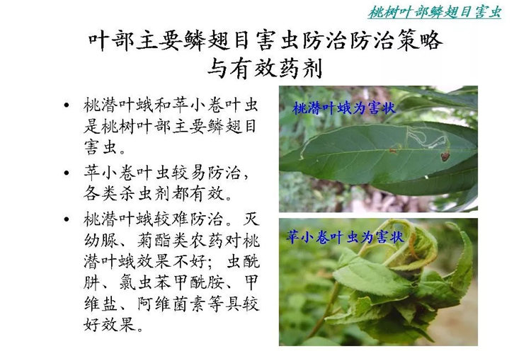 果樹病害防治技術(shù)
