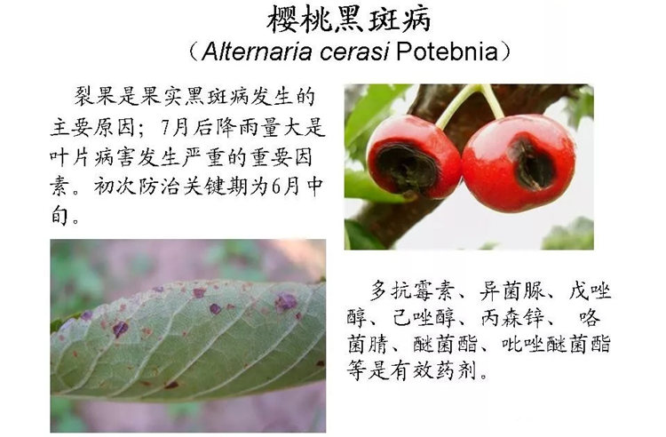 果樹病害防治技術(shù)