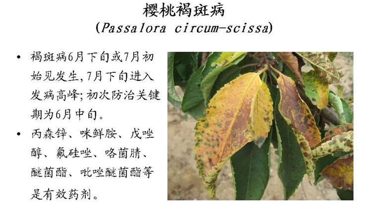 果樹病害防治技術(shù)