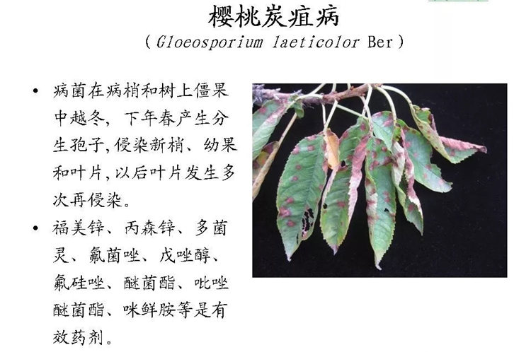 果樹病害防治技術(shù)