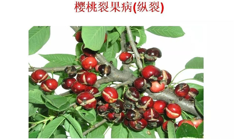 果樹病害防治技術(shù)