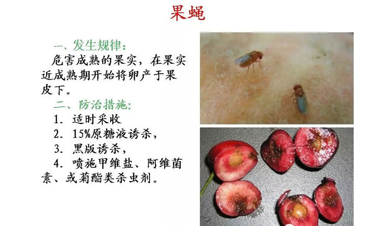 果樹病害防治技術(shù)