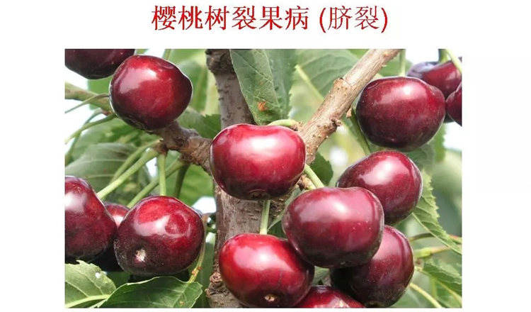 果樹病害防治技術(shù)
