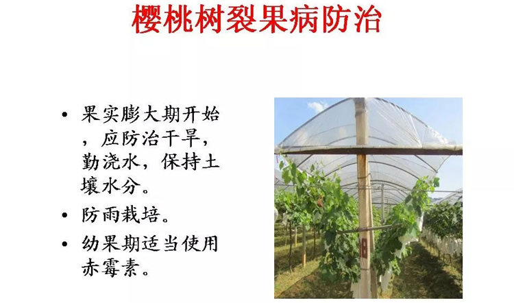 果樹病害防治技術(shù)