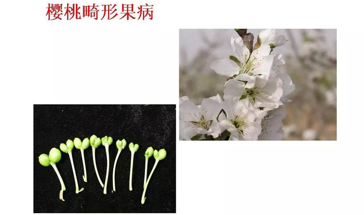 果樹病害防治技術(shù)