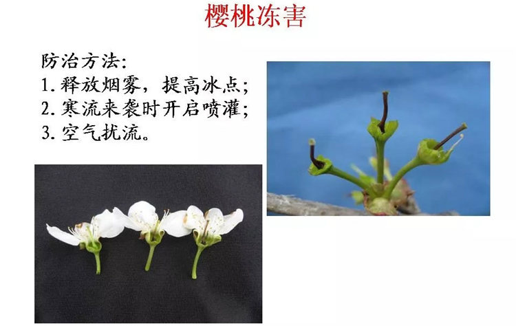 果樹病害防治技術(shù)