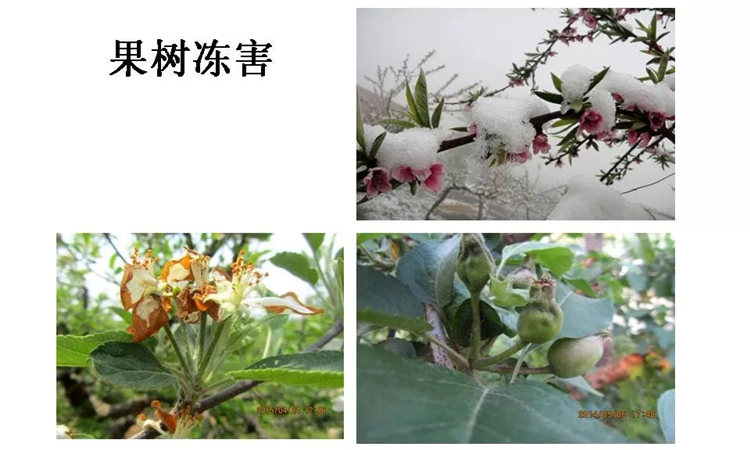果樹病害防治技術(shù)