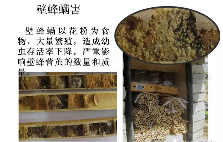 果樹病害防治技術(shù)