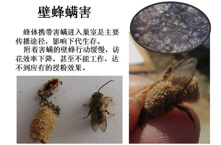 果樹病害防治技術(shù)