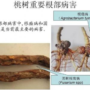 蘋果、桃、櫻桃主要病害防治技術