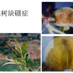蘋果、桃、櫻桃主要病害防治技術