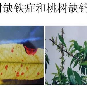 蘋果、桃、櫻桃主要病害防治技術