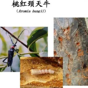 蘋果、桃、櫻桃主要病害防治技術