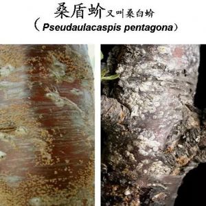 蘋果、桃、櫻桃主要病害防治技術
