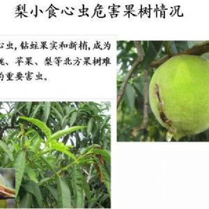 蘋果、桃、櫻桃主要病害防治技術