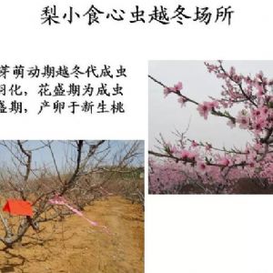 蘋果、桃、櫻桃主要病害防治技術