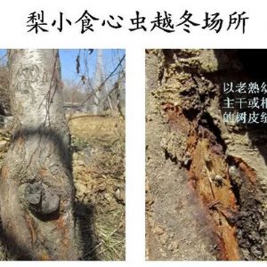 蘋果、桃、櫻桃主要病害防治技術