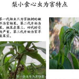 蘋果、桃、櫻桃主要病害防治技術