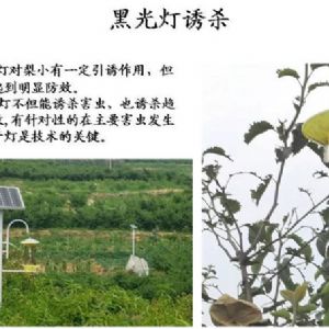 蘋果、桃、櫻桃主要病害防治技術