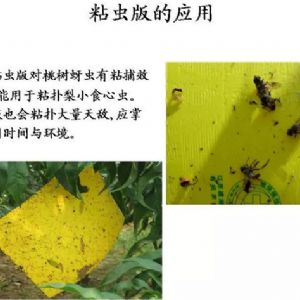 蘋果、桃、櫻桃主要病害防治技術