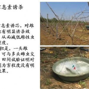 蘋果、桃、櫻桃主要病害防治技術