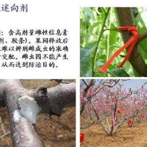 蘋果、桃、櫻桃主要病害防治技術