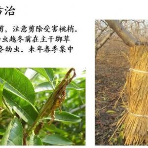 蘋果、桃、櫻桃主要病害防治技術