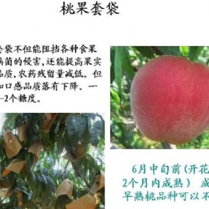 蘋果、桃、櫻桃主要病害防治技術