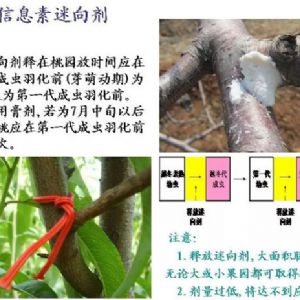 蘋果、桃、櫻桃主要病害防治技術